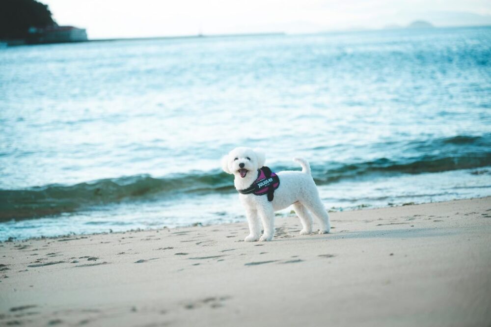 北条の海とペット