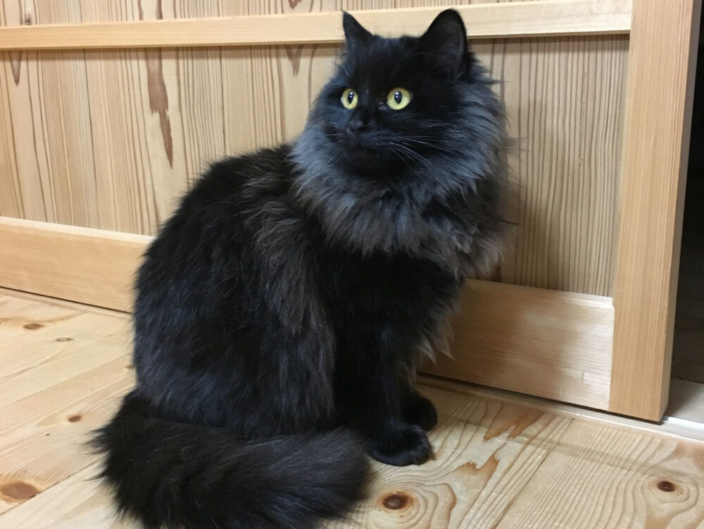 魔祓守のモデルとなった黒猫のヤミちゃん