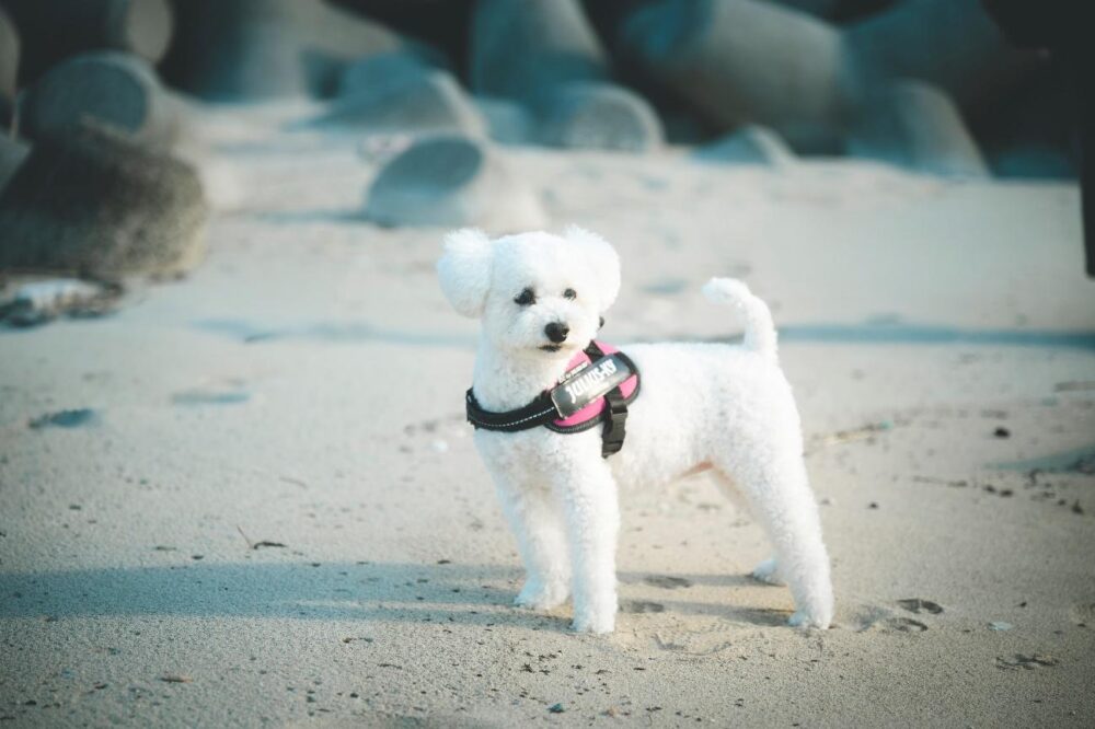 北条の海で遊ぶ犬
