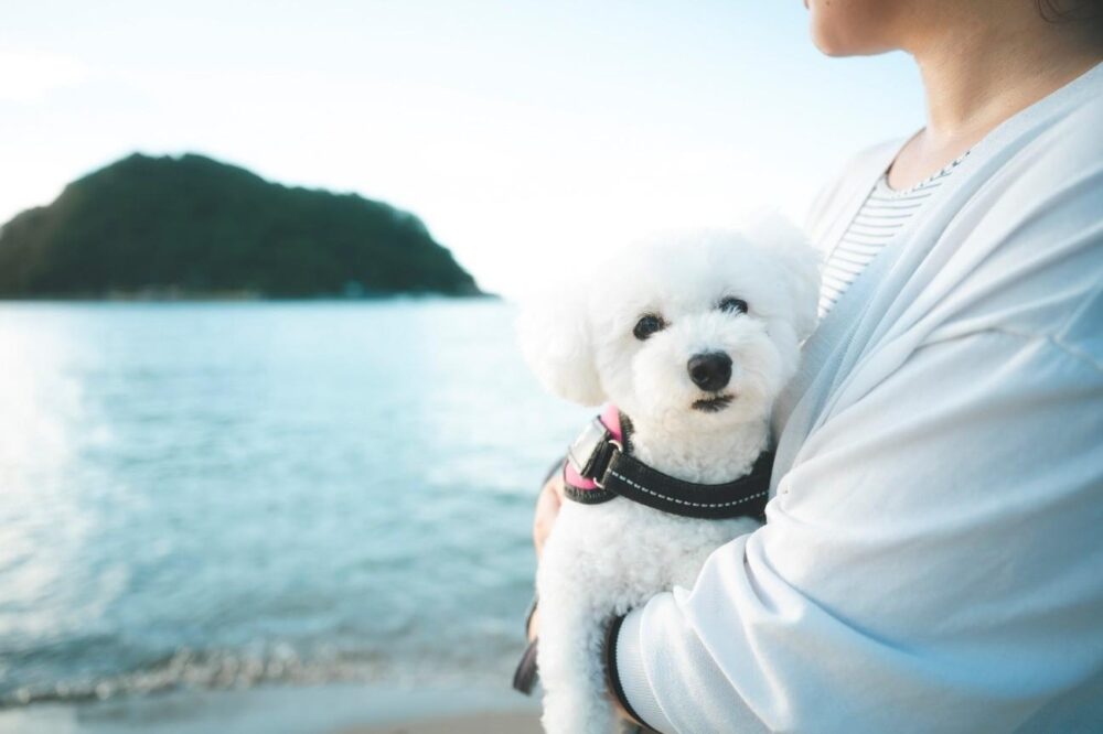北条の海とペットと飼い主