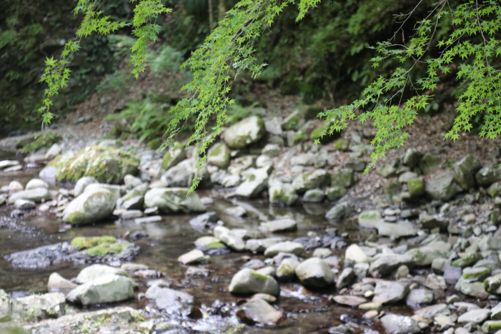 美霞洞渓谷と楓