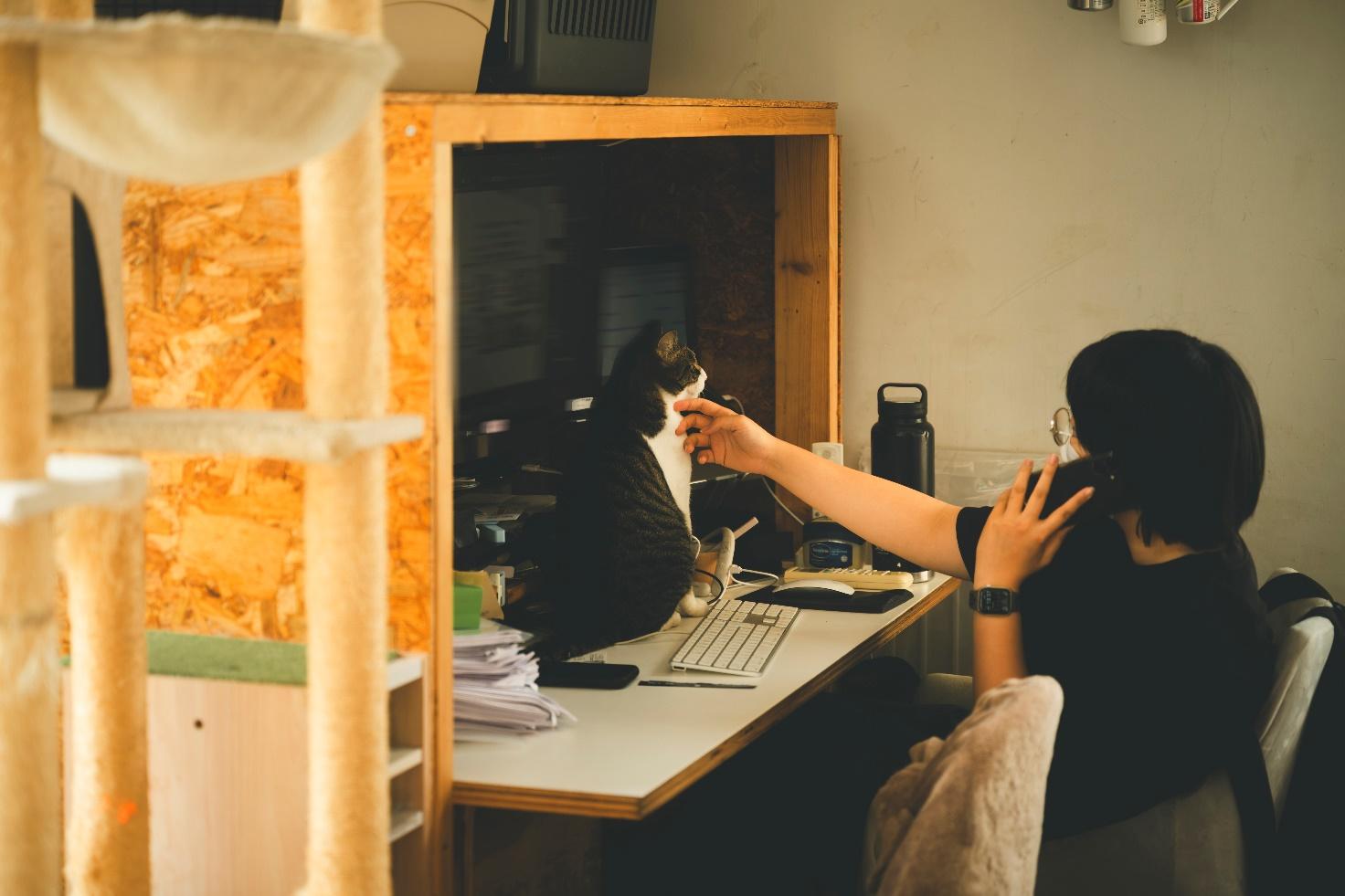 「コレンス」のネコ社員とスタッフさん