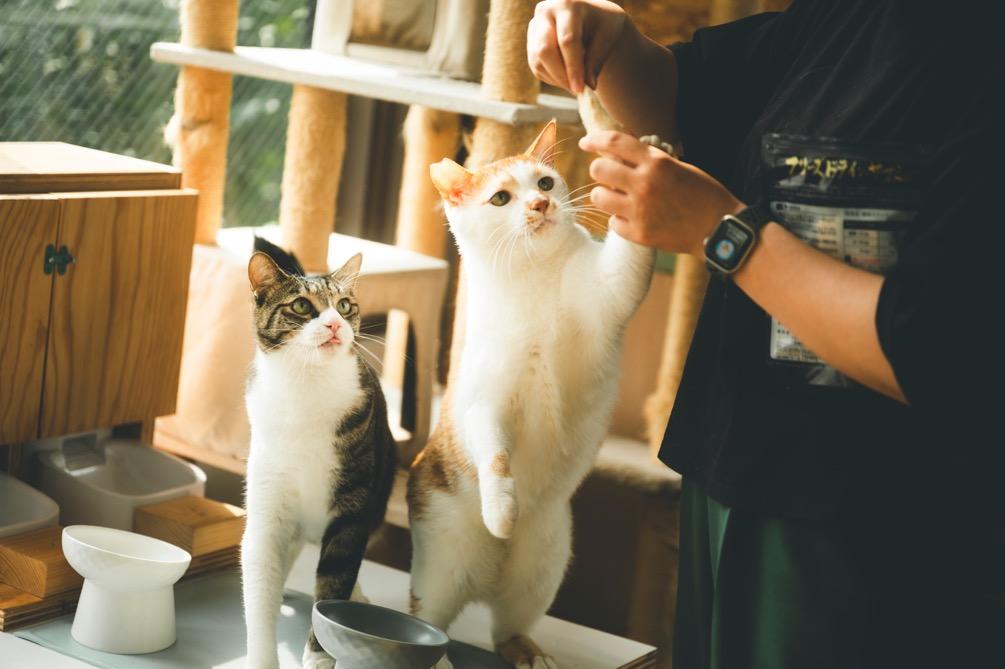 「コレンス」に常駐するネコ社員