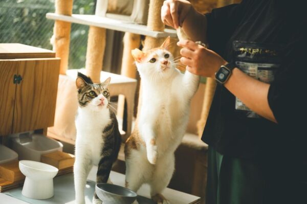 「コレンス」に常駐するネコ社員