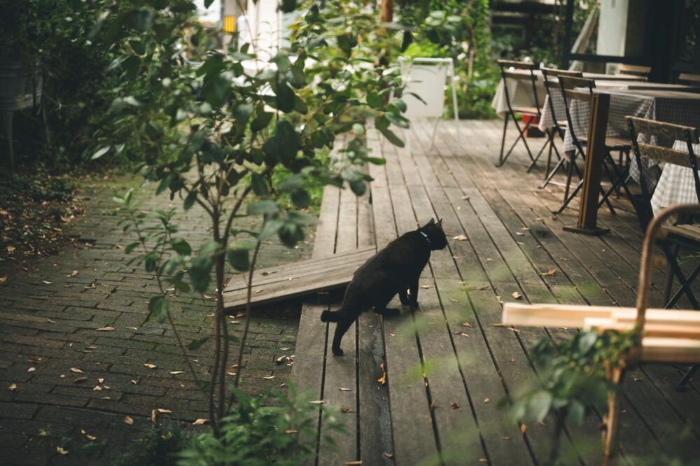 コレンスの外にいるネコ社員