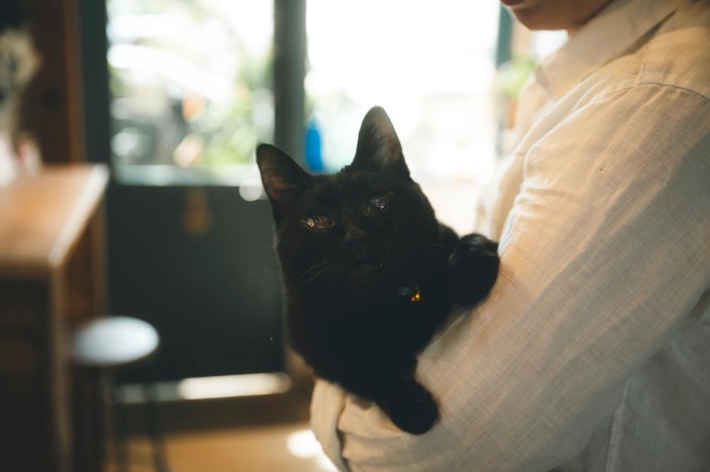 「Chez Petit Chat Noir」の看板猫シャノちゃん