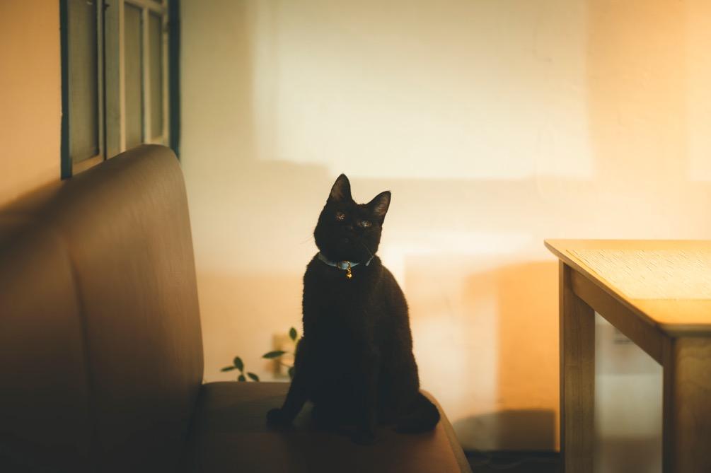 「Chez Petit Chat Noir」の看板猫シャノちゃん