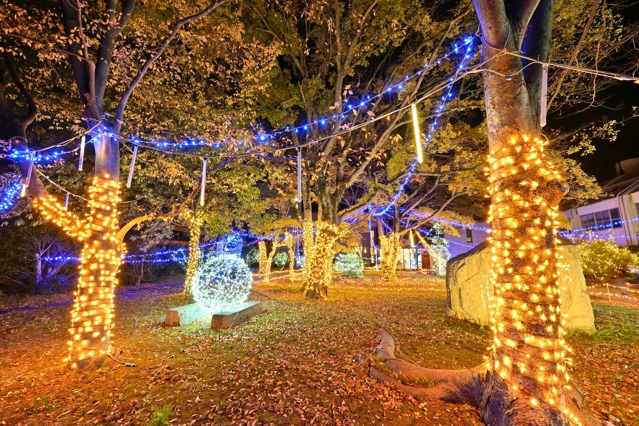 四国学院大学 イルミネーション