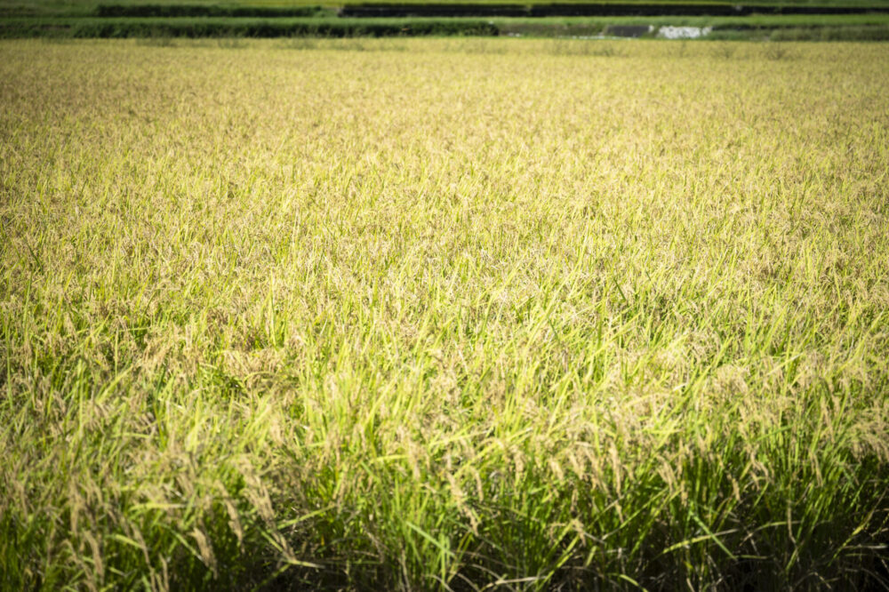 鬼北町で育てられた稲