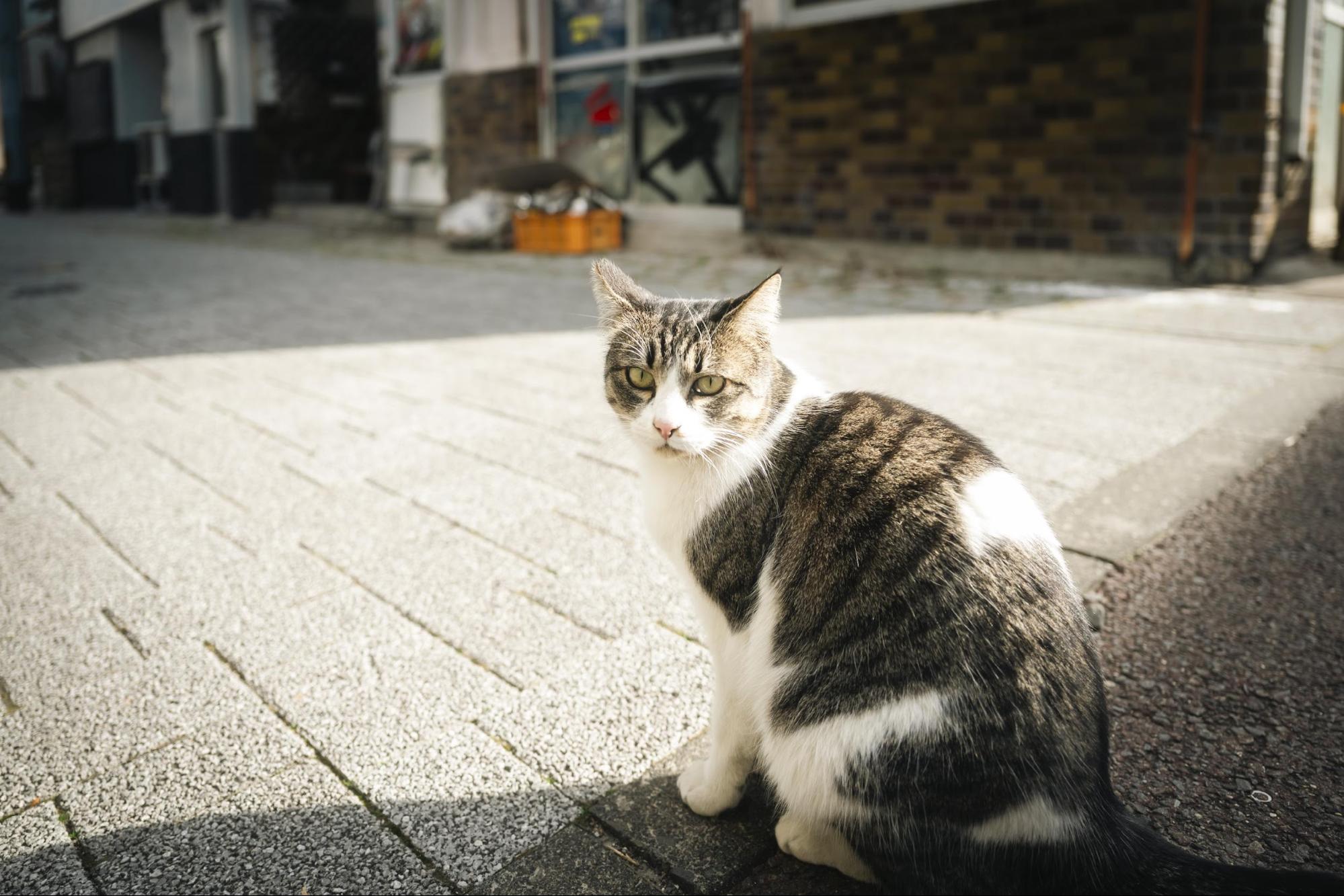 三津浜商店街の路地とネコ